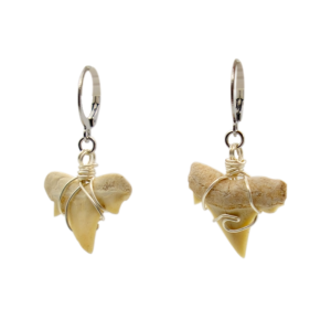 Shark tooth earrings gold